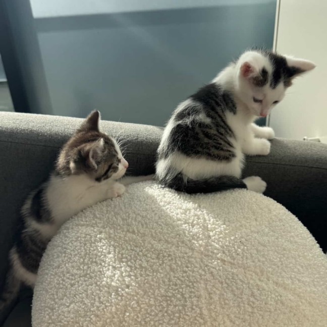 Photo of Freddie & Poppy