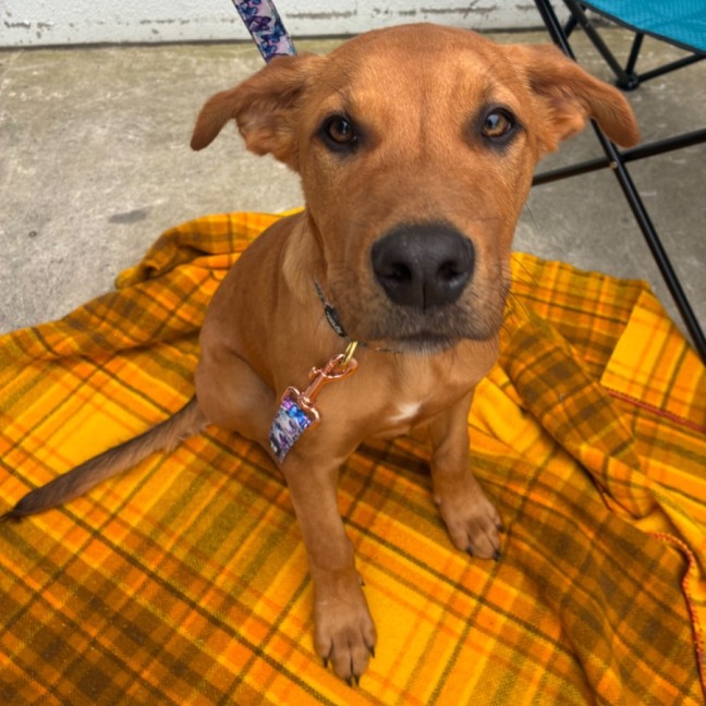 Photo of Rusty