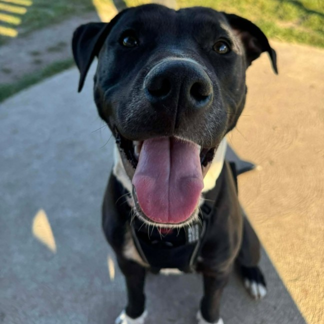 Photo of Onyx