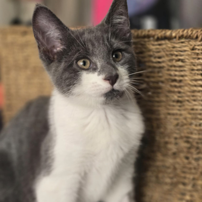 Photo of Ted (Danson) (“Silver Fox” Litter)