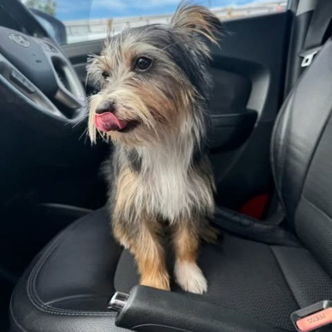 Photo of Chip