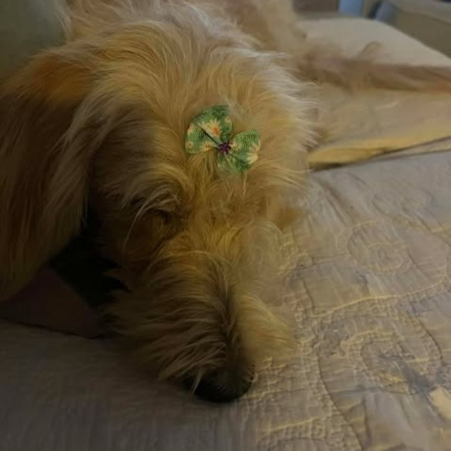 Photo of Maple
