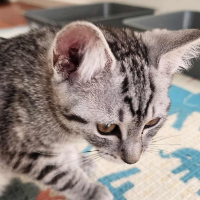 Photo of Frankie   In Foster Care In Healesville