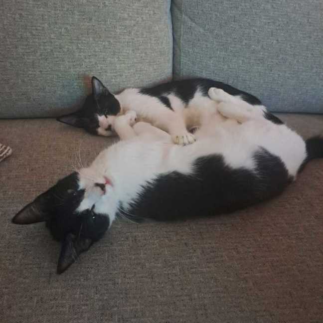Photo of Rocky Road & Oreo
