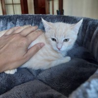 Photo of Lemon Meringue