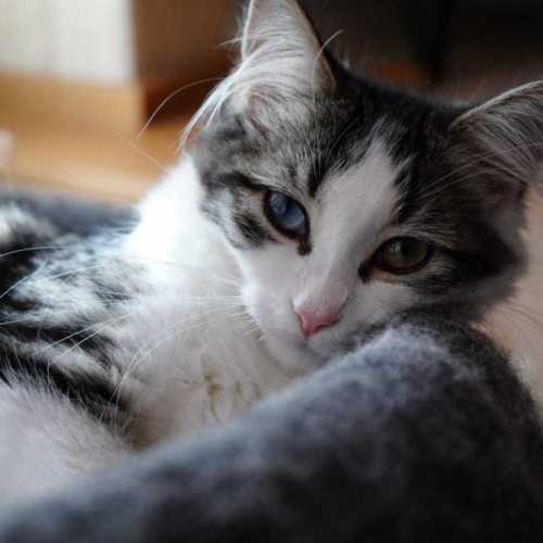 Seaweed - Domestic Medium Hair (DMH) Cat