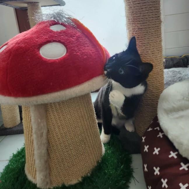 Photo of Chico
