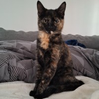 Photo of Brindle
