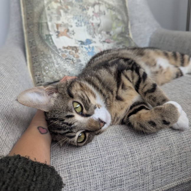 Photo of Bean
