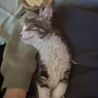 Photo of Renesmee   Meet Me @ Petstock Prahran 29/03