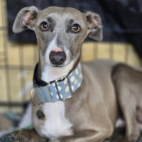 Photo of Lupin & Twiggy   Bonded Pair