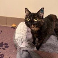 Photo of Lacey