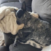 Photo of Tommy