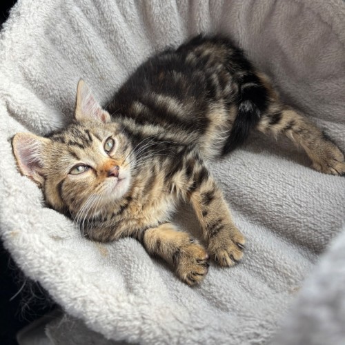 Memphis - Domestic Short Hair (DSH) Cat