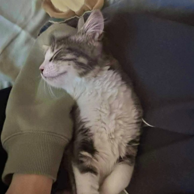 Photo of Renesmee   Meet Me @ Petstock Prahran 29/03