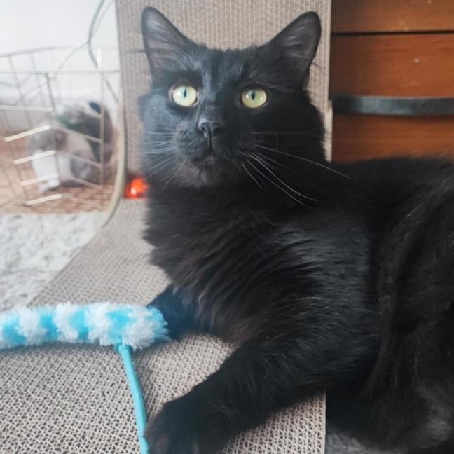 Photo of Flare*9 Lives Project Rescue*