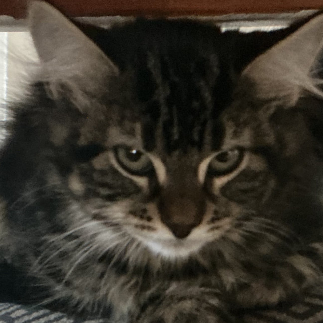 Photo of Cora