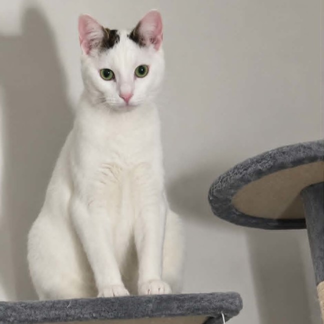 Photo of Fofo *9 Lives Project Rescue*
