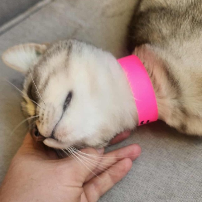 Photo of Azuki   In Foster Care In Healesville