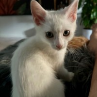 Photo of Coconut