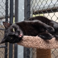 Photo of Dewey