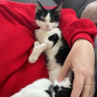 Photo of Turbo