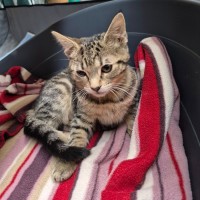 Photo of Paz ** 2nd Chance Cat Rescue**