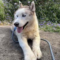 Photo of Loki