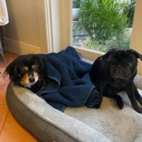 Photo of Sir Battenberg