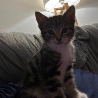 Photo of Willow