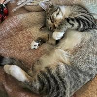 Photo of Bella