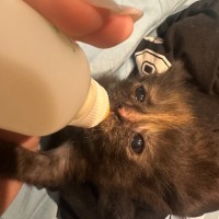 Photo of Luna & Cookie