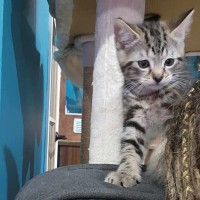 Photo of Atlas