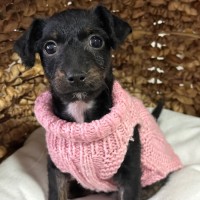 Photo of Millie ❤️🌞