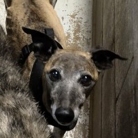 Photo of Poppy