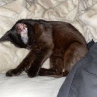 Photo of Lorelei