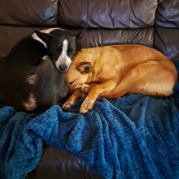 Photo of Pep (Aka) Pepper