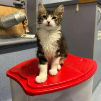 Photo of Linnie   Located In Kew