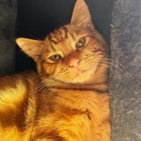 Photo of Thor