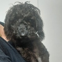 Photo of Piper