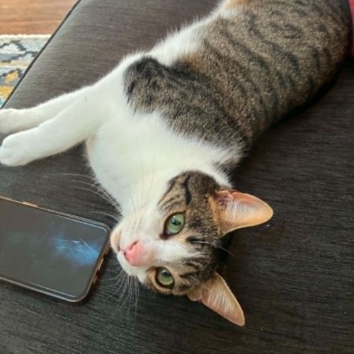 Cy - Domestic Short Hair (DSH) Cat