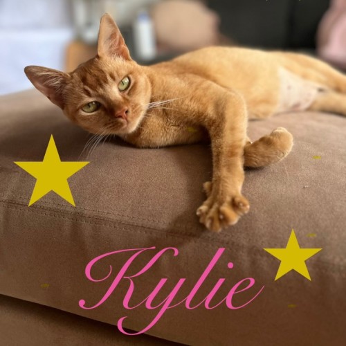 Kylie - Burmese Cat