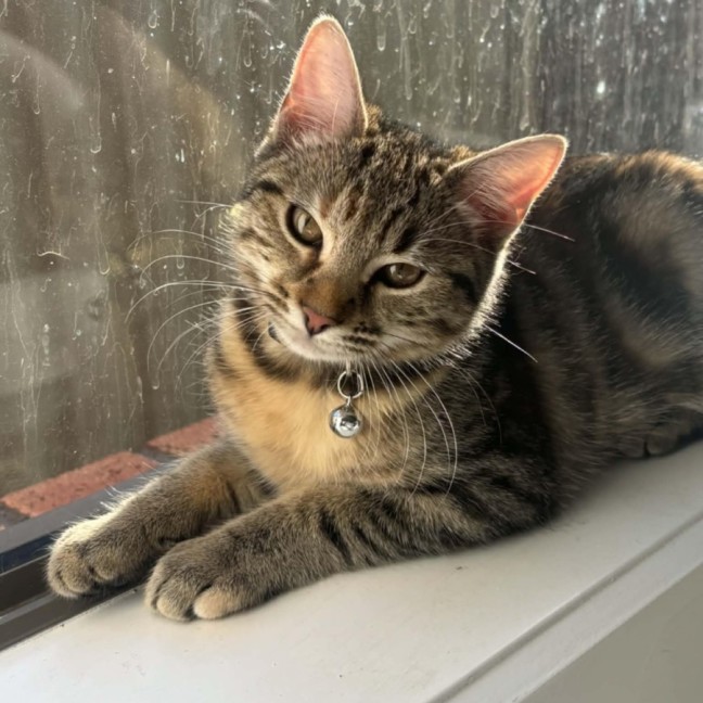 Photo of Naia   In Foster Care In Pakenham