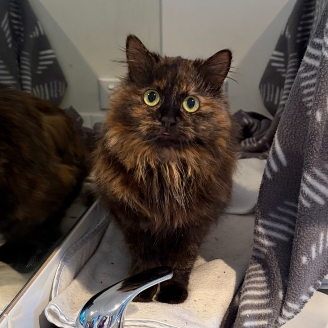 Photo of Truffle