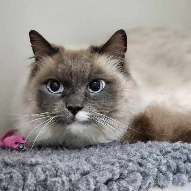 Photo of 🍇 Bam Bam 5810 🍇