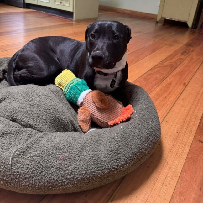 Photo of Onyx