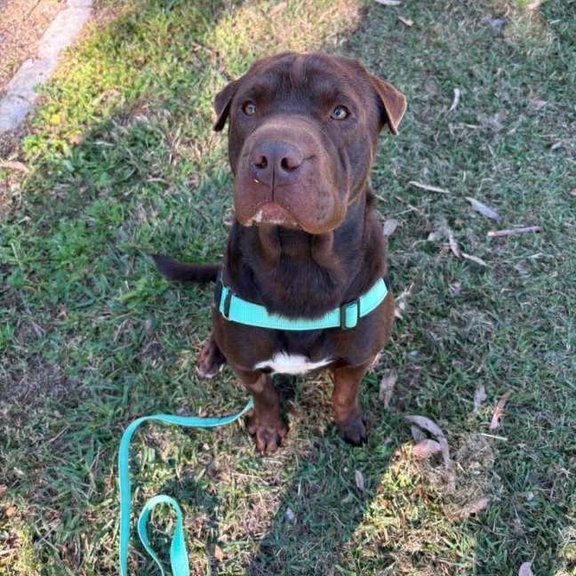 Photo of Cadbury