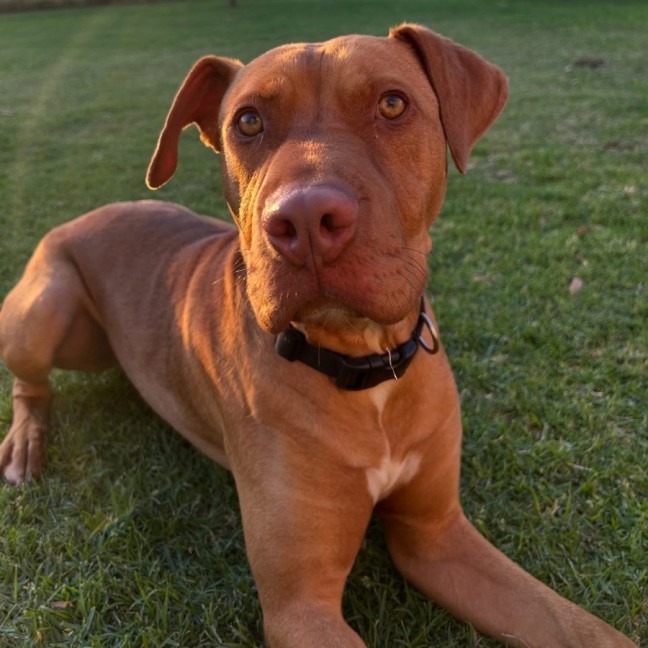 Photo of Tucker