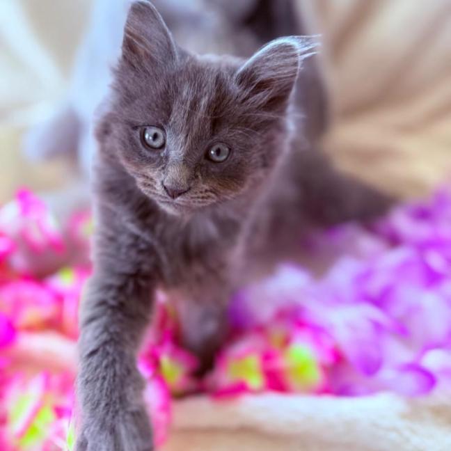 Photo of Huxley 💙