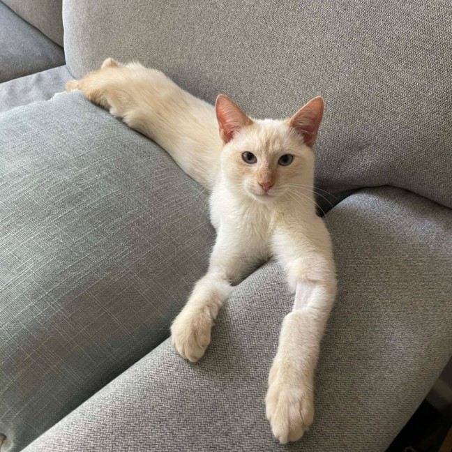 Photo of Tonic